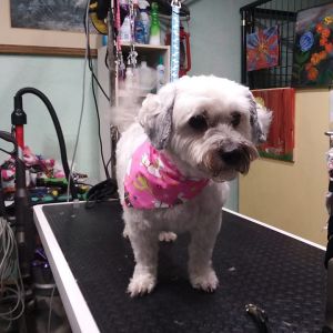 Daisy